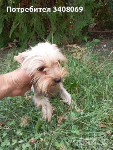 Мини йоркширски териер момиче, снимка 1