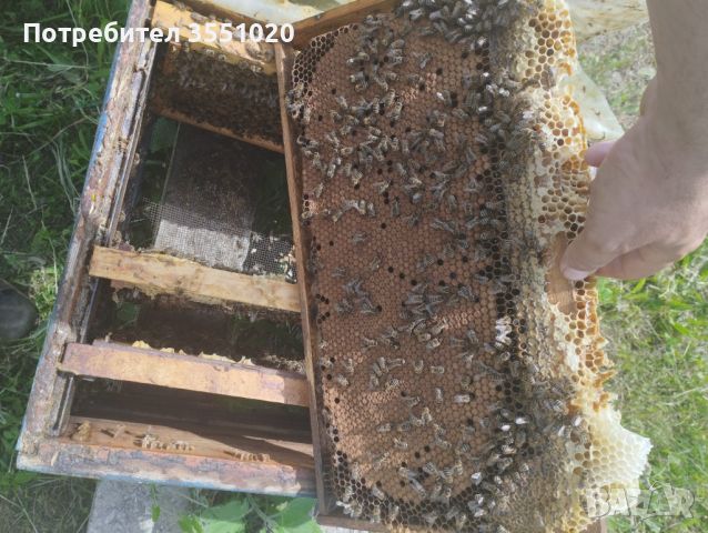 Пчелни семейства , снимка 1 - За пчели - 45602678