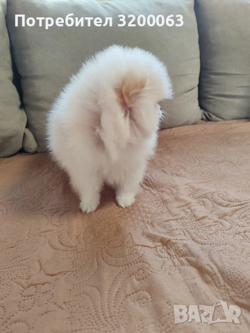 Померанче мини женско , снимка 6 - Померан - 53078151