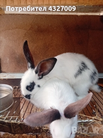 Продавам зайци , снимка 4 - Други - 52580559