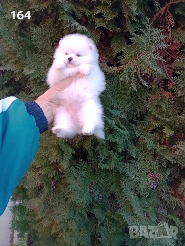 Женски Померани. Различни възрасти!, снимка 2 - Померан - 52725199