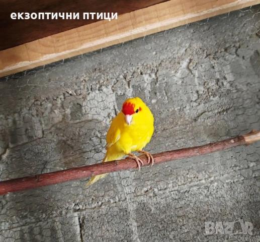 Продавам Кикирики, снимка 3 - Папагали - 53637780