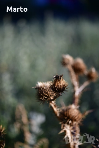 Обектив Nikon AF-S Micro Nikkor 60mm f/2.8G ED, снимка 3 - Обективи и филтри - 51030643