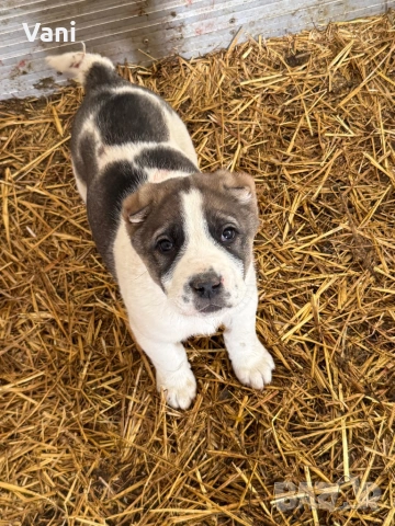 Аласай / САО 