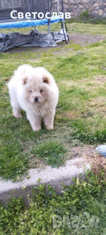 Продавам бяло мъжко чау чау, снимка 3 - Чау Чау - 53877772