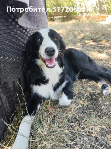 Бордър коли , снимка 4 - Бордър коли - 50417264