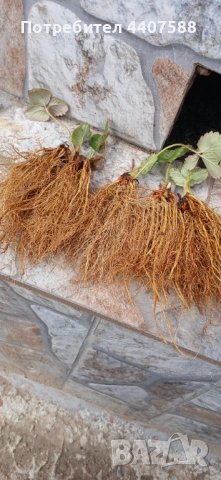 Целогодишен разсад ягоди и малини , снимка 7 - Разсади - 53653670