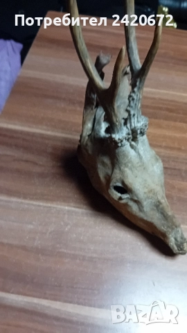 глава на елен сика, снимка 3 - Други ценни предмети - 52386067