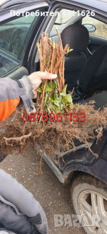 Разсад ягоди и малини , снимка 15 - Разсади - 53281312