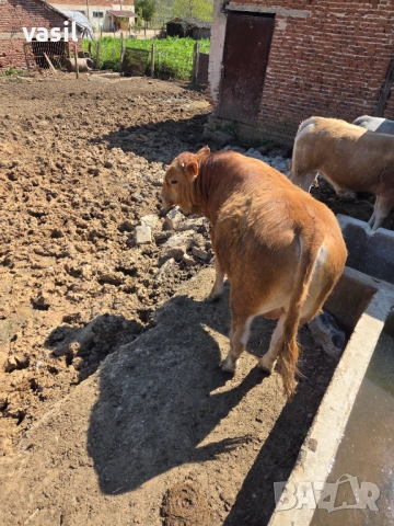 Свободни телета, снимка 2 - За селскостопански - 54207708