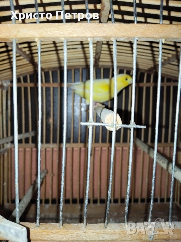 Продавам канари порода Малиноа. 