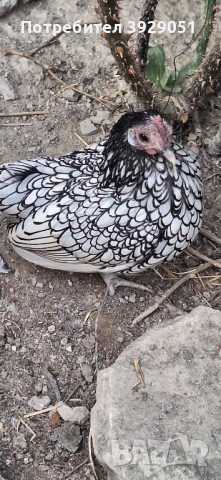 продавам зибрайт, снимка 7 - Кокошки и пуйки - 50125971