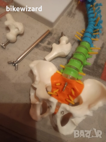 Гъвкав модел на човешки гръбнак с анатомични гръбначни нерви за студенти по медицина и преподаватели, снимка 5 - Медицинска апаратура - 52768595