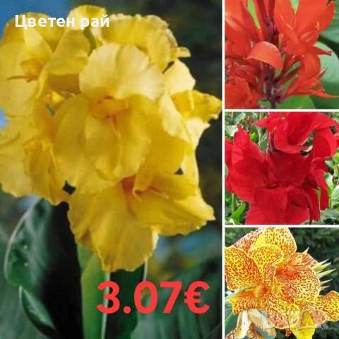 Луковици и грудки на лилиуми, далии и канни , снимка 3 - Градински цветя и растения - 53450111