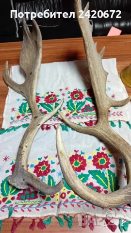 еленови големи рога, снимка 4 - Антикварни и старинни предмети - 52070972