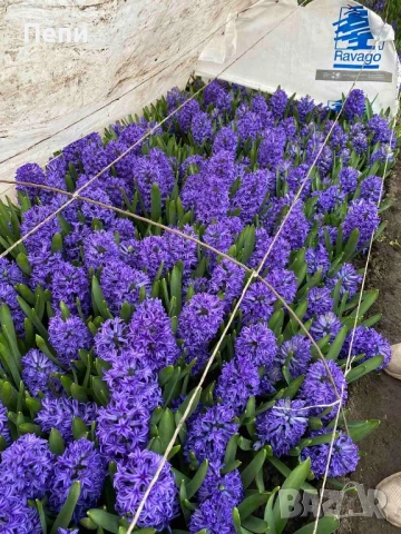 Зюмбюл за 8 март 