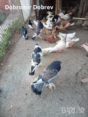 Гълаби , снимка 4 - Гълъби - 52928655
