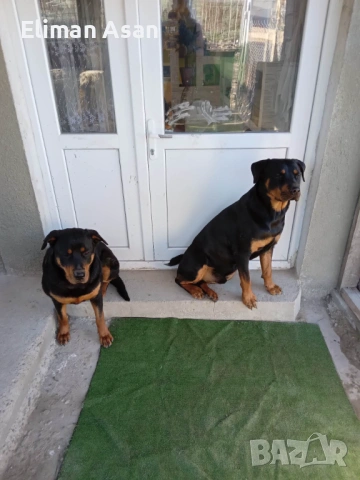 Rotwailer Kuceta Mijko i Jesnko , снимка 6 - Ротвайлер - 53354290