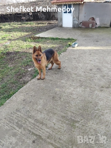 prodawam nemska ovcarka, снимка 2 - Немска овчарка - 53680290