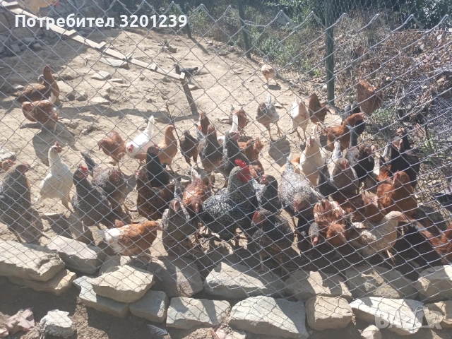 Продавам малки пилета , снимка 3 - Кокошки и пуйки - 53250622