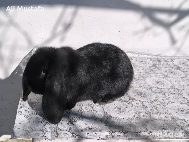 МЪЖКИ кочовати зайци , снимка 8 - Други - 53465684