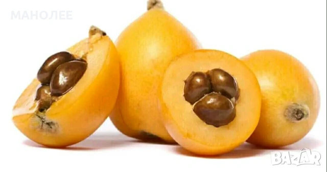 🥝🍒🍓 Японска мушмула 🍇🍋👌🪴