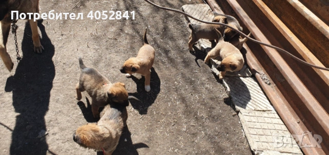 Белгийска овчарка, снимка 11 - Белгийска овчарка - 53830391