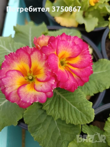 🌿💞🌸 Кичеста иглика, тип розичка, снимка 2 - Градински цветя и растения - 53068918