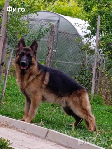 Немски Овчарки, снимка 9 - Немска овчарка - 52510625