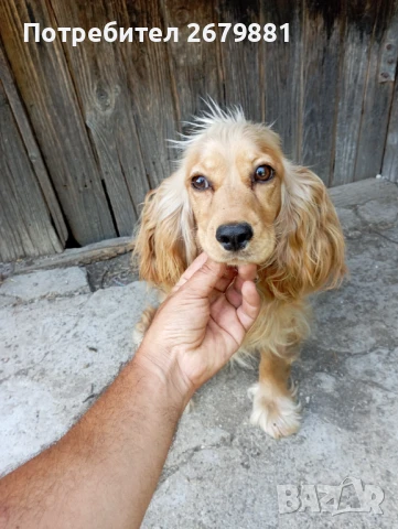 Кокер шпаньол , снимка 1