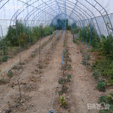 2 имота в един двор  1300М2 с 2 Оранжерии По 150м2 общо 300м2 , снимка 9 - Парцели - 50916749