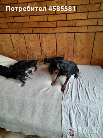 Сърнисти пинери, снимка 9 - Пинчер - 52995417