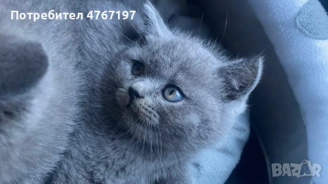 Момченце, снимка 3 - Британска късокосместа - 53854389