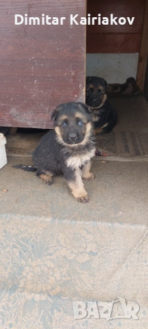 Немска овчарка, снимка 5 - Немска овчарка - 53406305