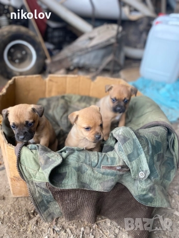 3 малки кученца и майка 