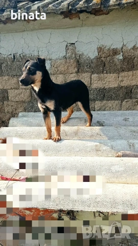 женско як териерче 