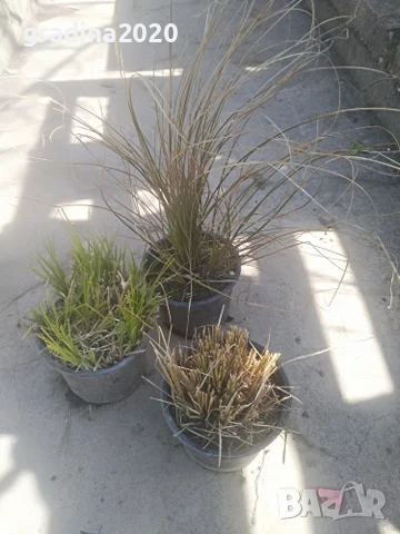 Карекс - Декоративна трева, снимка 9 - Градински цветя и растения - 30071691