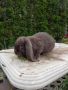 Френски кочовати зайци, снимка 1 - Други - 45974730