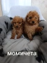 пудел момичета и момче, снимка 2