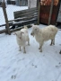 Продавам коза и яре, снимка 4