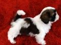 Кученца Ши Тцу /SHIH TZU FCI pedigree , снимка 17