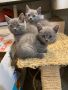Продавам руски сини котенца , снимка 1 - Руска синя котка - 45544488