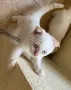 Шотландско клепоухо коте/ Scottish fold cat, снимка 2