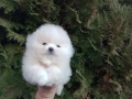 Мъжки мини Померан. Реални снимки от 12.01.26 г. , снимка 2
