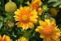 Gaillardia grandiflora Peach(Гайлардия праскова), снимка 1