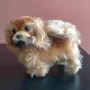 Колекционерска мека играчка Steiff Pekingese Peky Dog Germany, снимка 4