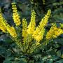 Махония, Mahonia japonica , снимка 1