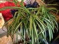 Хлорофитум /зелена лилия/, снимка 6