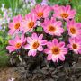 Dahlia happy days pink(Далия Щастливи розови дни), снимка 1