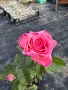 рози , снимка 13